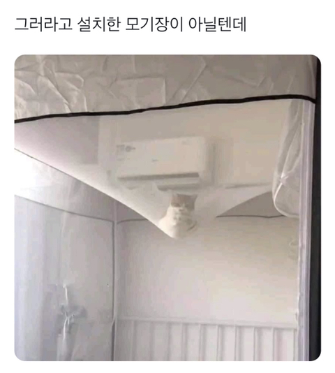 그러라고 설치한 모기장이 아닐텐데 | 인스티즈