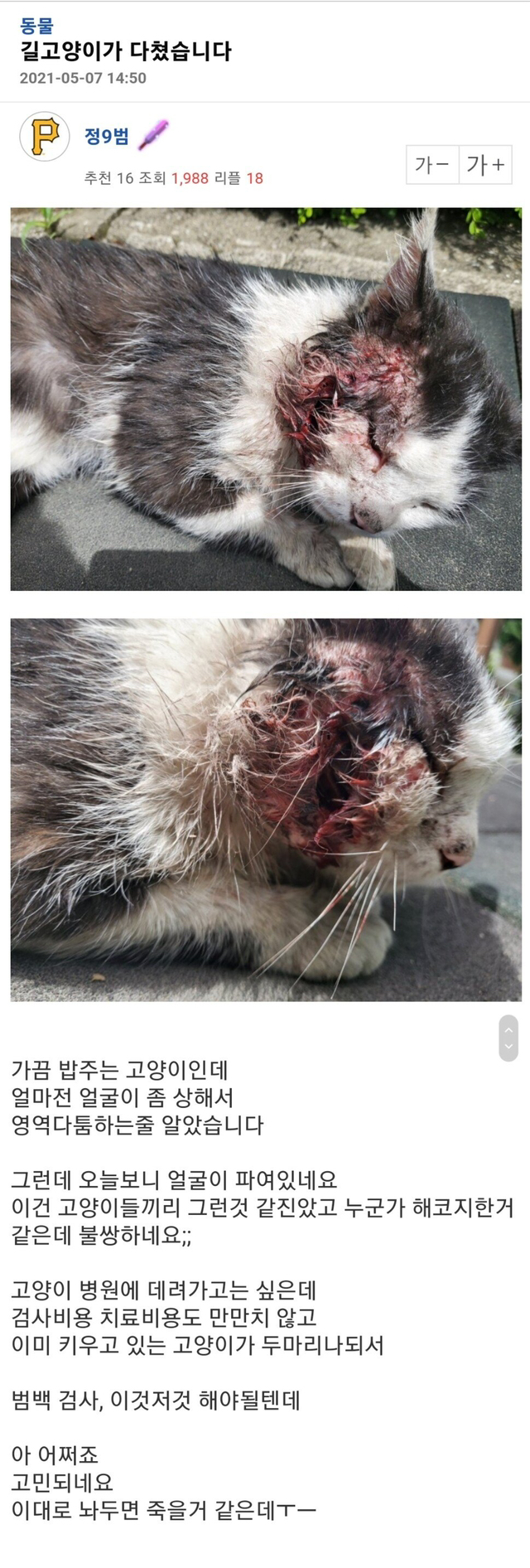 (혐오주의)다친고양이 입양 전후jpg | 인스티즈