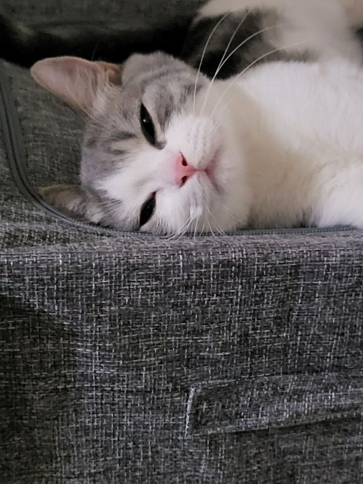 사람만큼 다양한 표정을 짓는 고양이 | 인스티즈