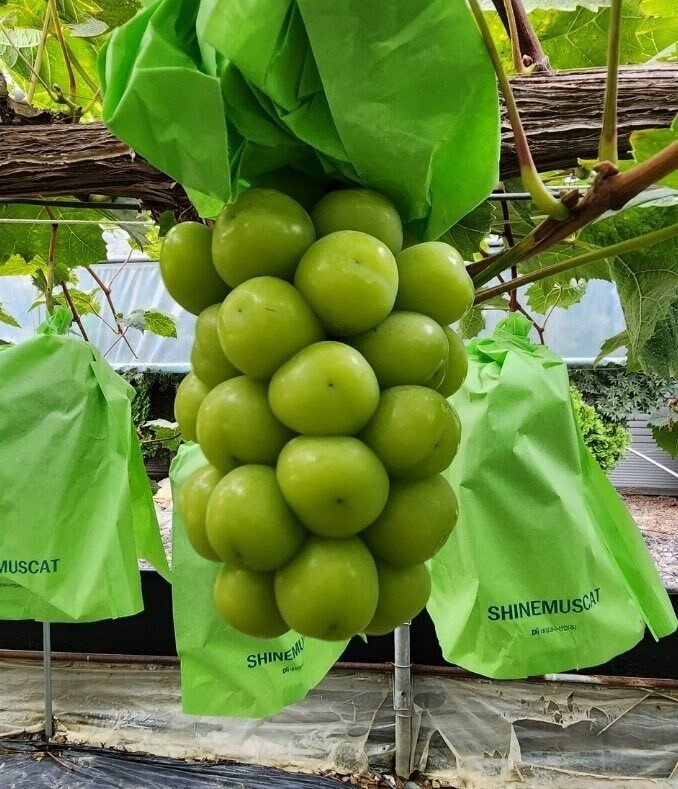 포도 신품종 '슈팅스타' 뉴스 보고 빡친 샤인머스켓집 딸 | 인스티즈