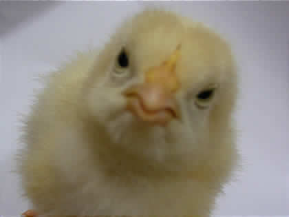 맛있다고 또 먹어대는 치킨… 이래도 드시겠습니까? | 인스티즈