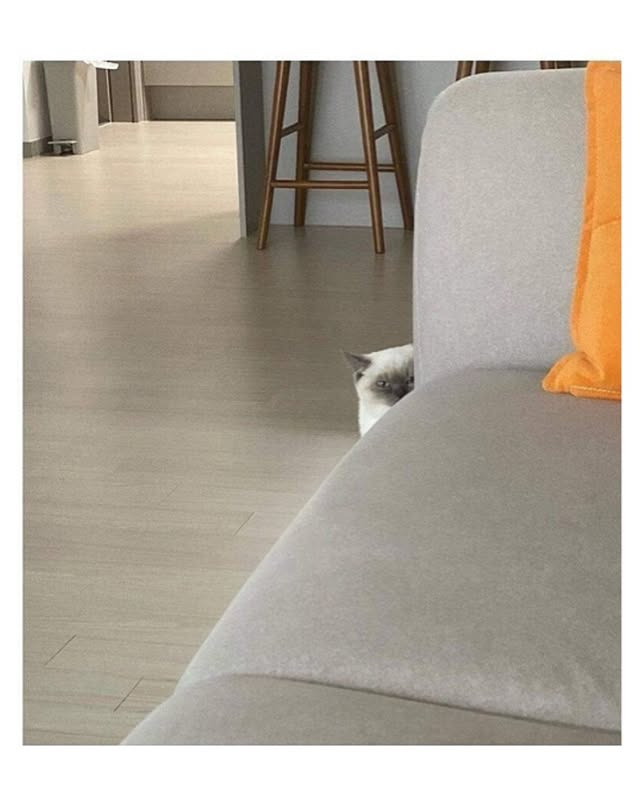 자꾸 나를 감시하는 친구네 집 고양이 | 인스티즈