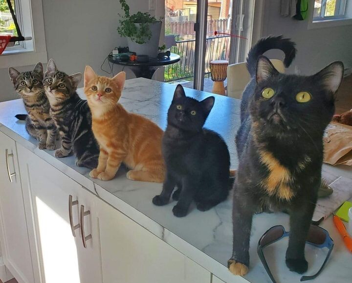 새끼 고양이 .jpg | 인스티즈