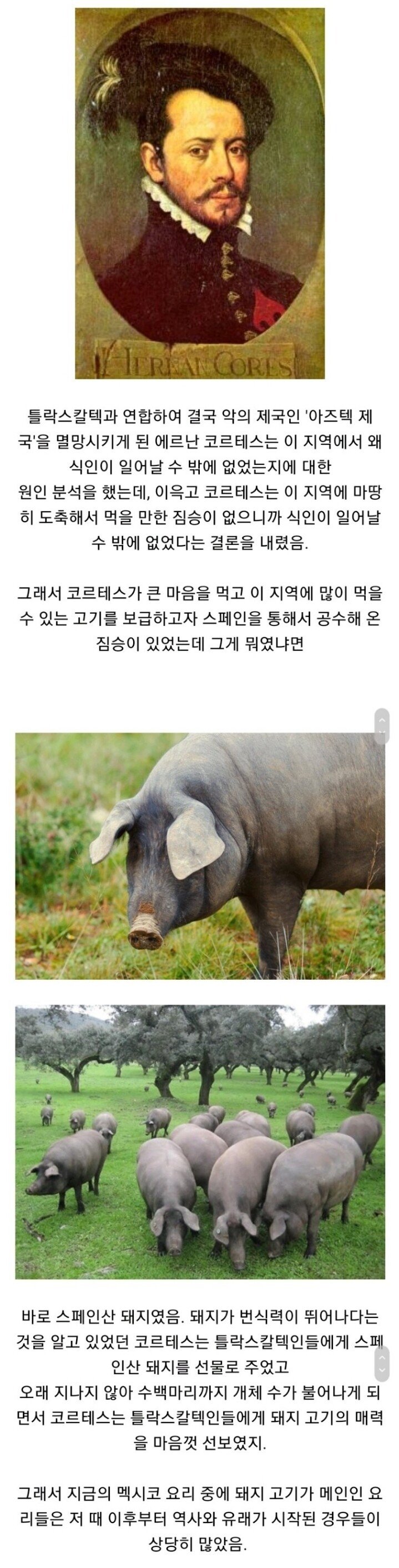 멕시코에 돼지고기 요리가 많은 이유.jpg | 인스티즈