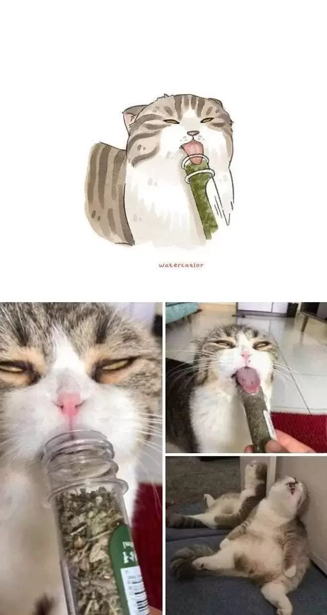 커여운 고양이 그림 | 인스티즈