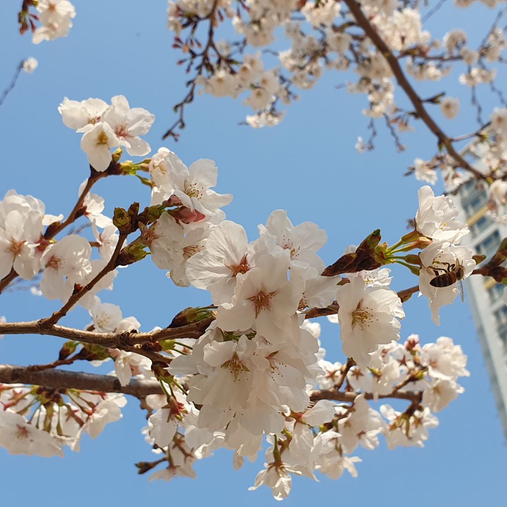 꽃길 이미지