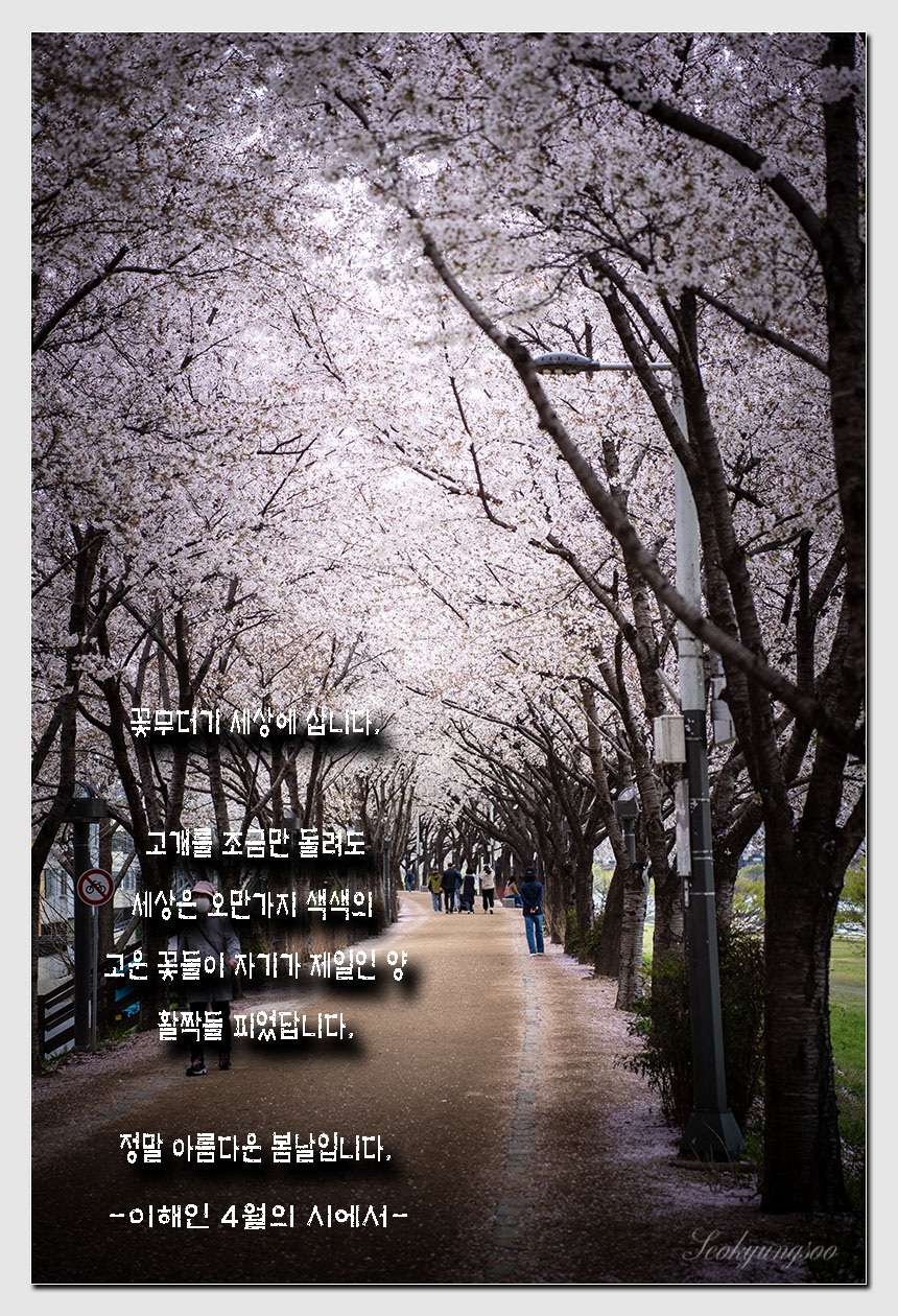 봄날,꽃 이미지