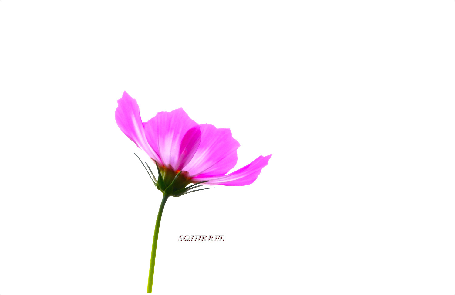 꽃단지 이미지