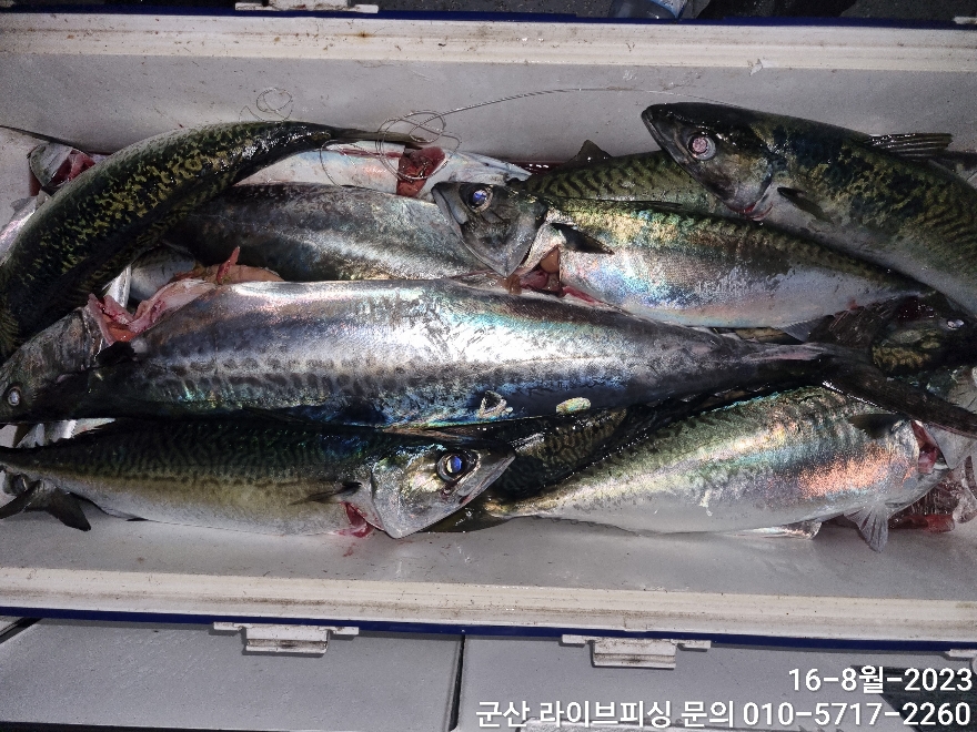 터미날낚시 이미지
