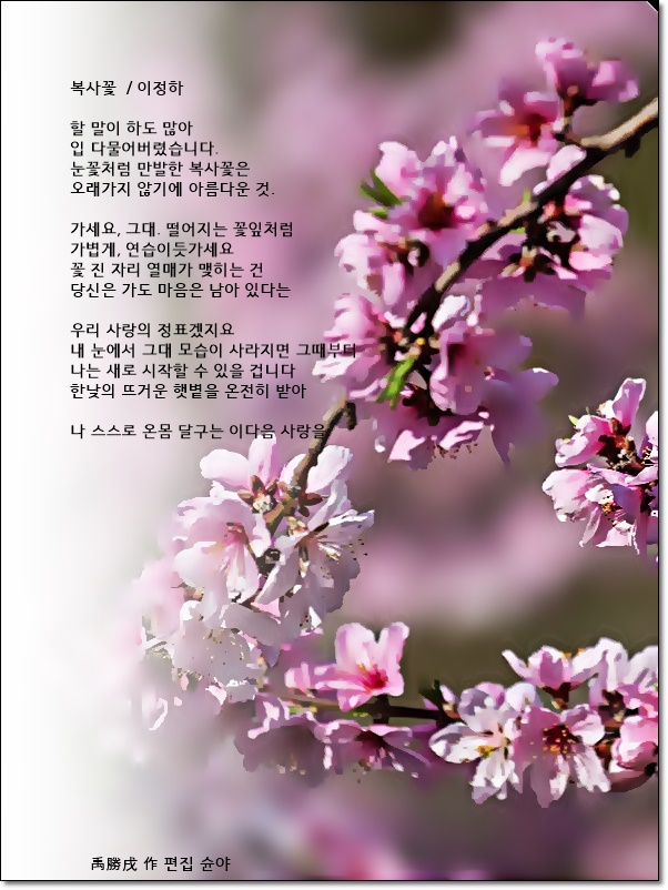 복사꽃 이미지