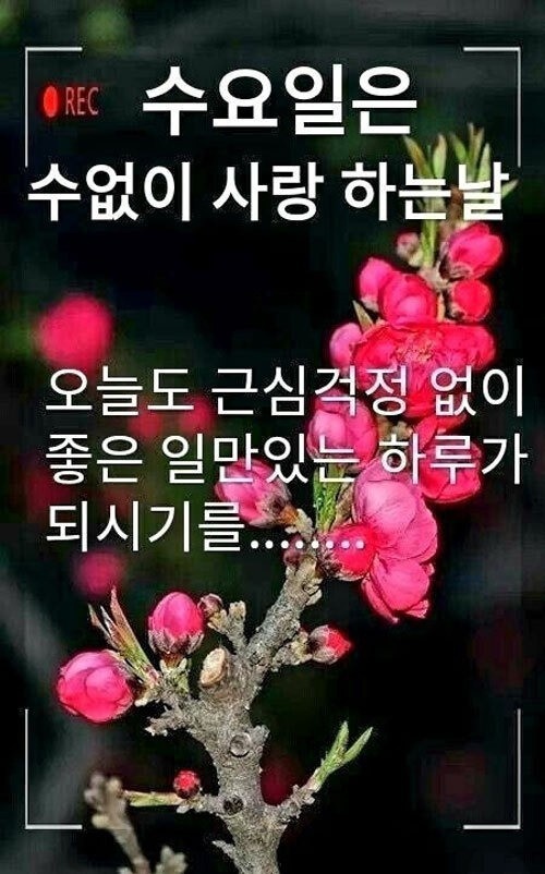Daum 카페