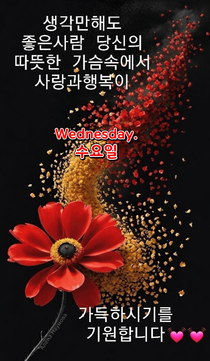 Daum 카페