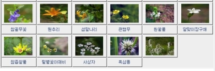사계절야생화 이미지