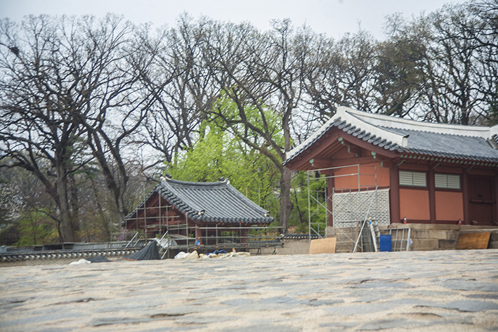 신선오리 이미지