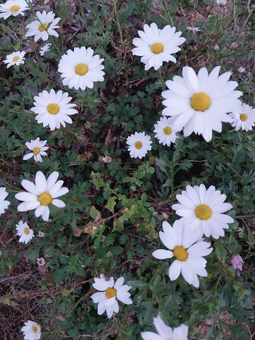 종합농산물 이미지