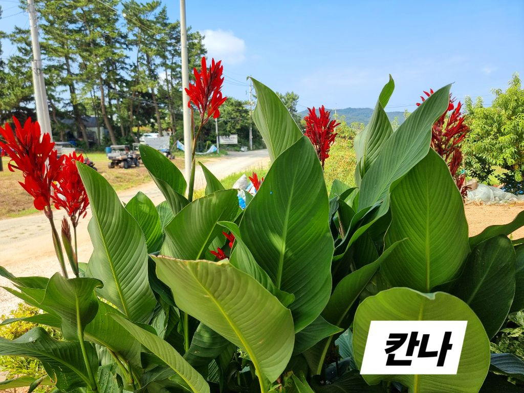 꽃밭에는꽃들이 이미지