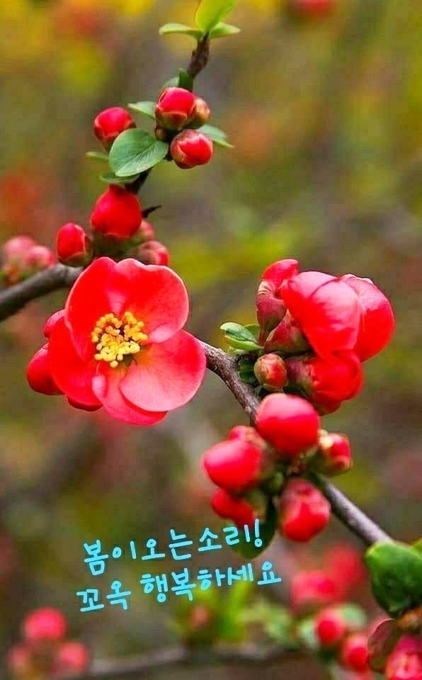 행복카페 이미지