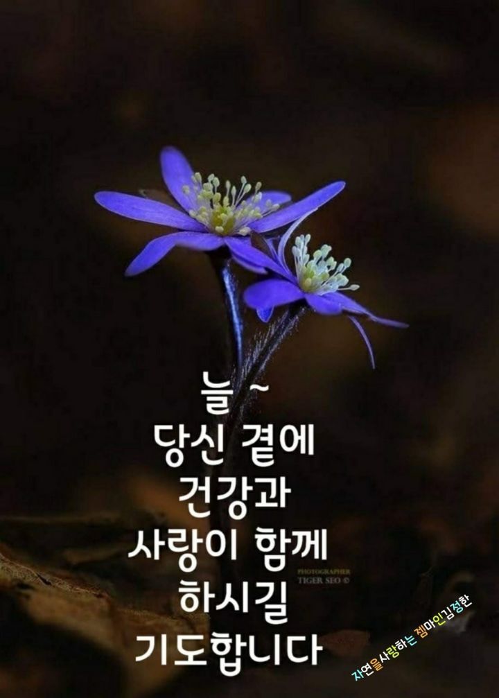 예쁜여우 이미지