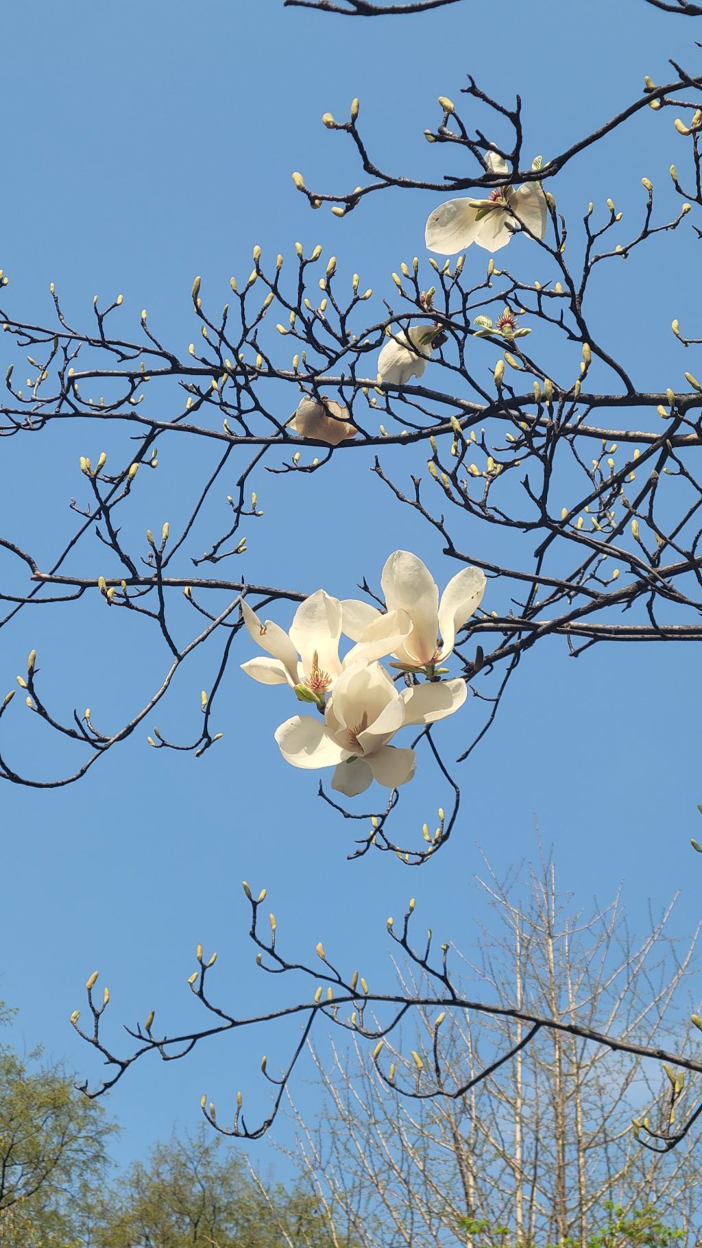 봄 이미지