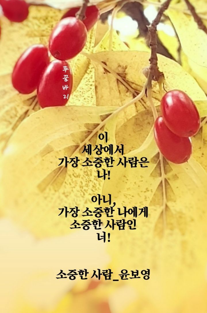 해솔 이미지