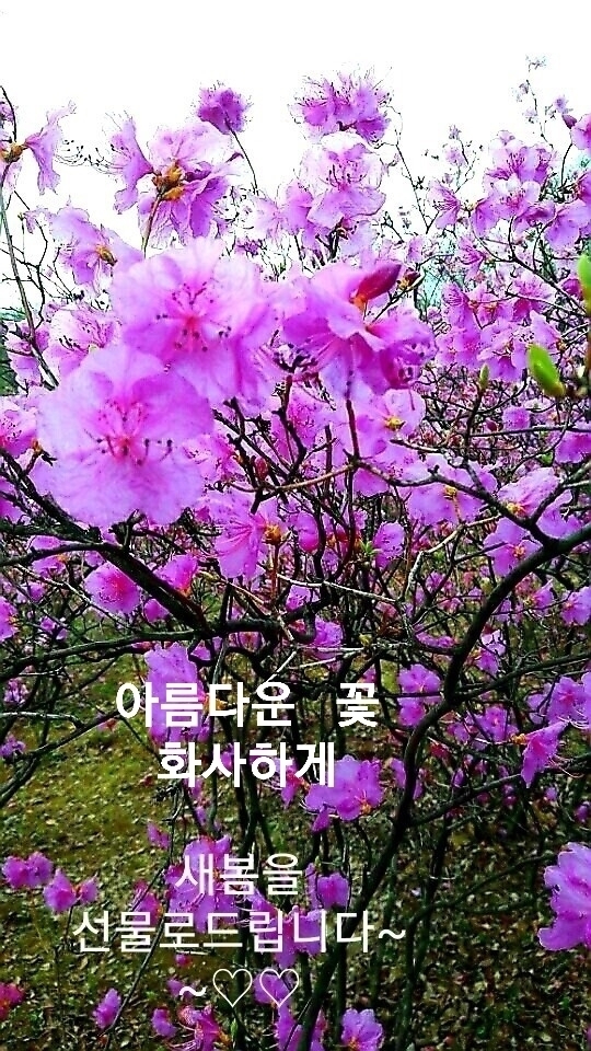 다님 이미지