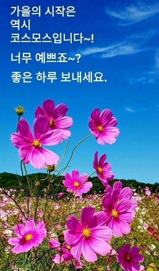 코스모스 이미지