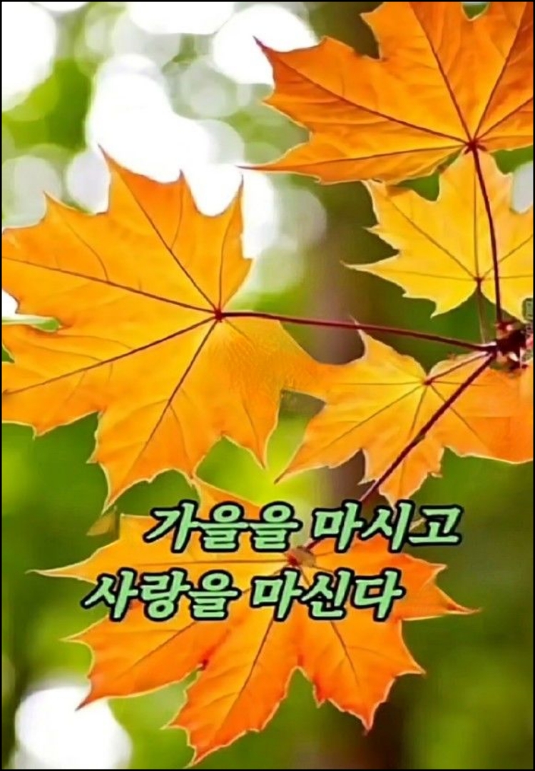 옷잎 이미지
