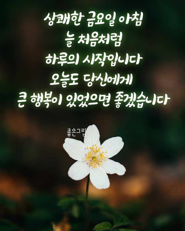 금요일 - º━---※ 인사요일안부 - 행복한 장소(장미와소나무) 금요일