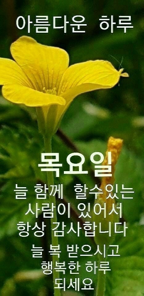 목요일 - º━---※ 인사요일안부 - 행복한 장소(장미와소나무) 목요일