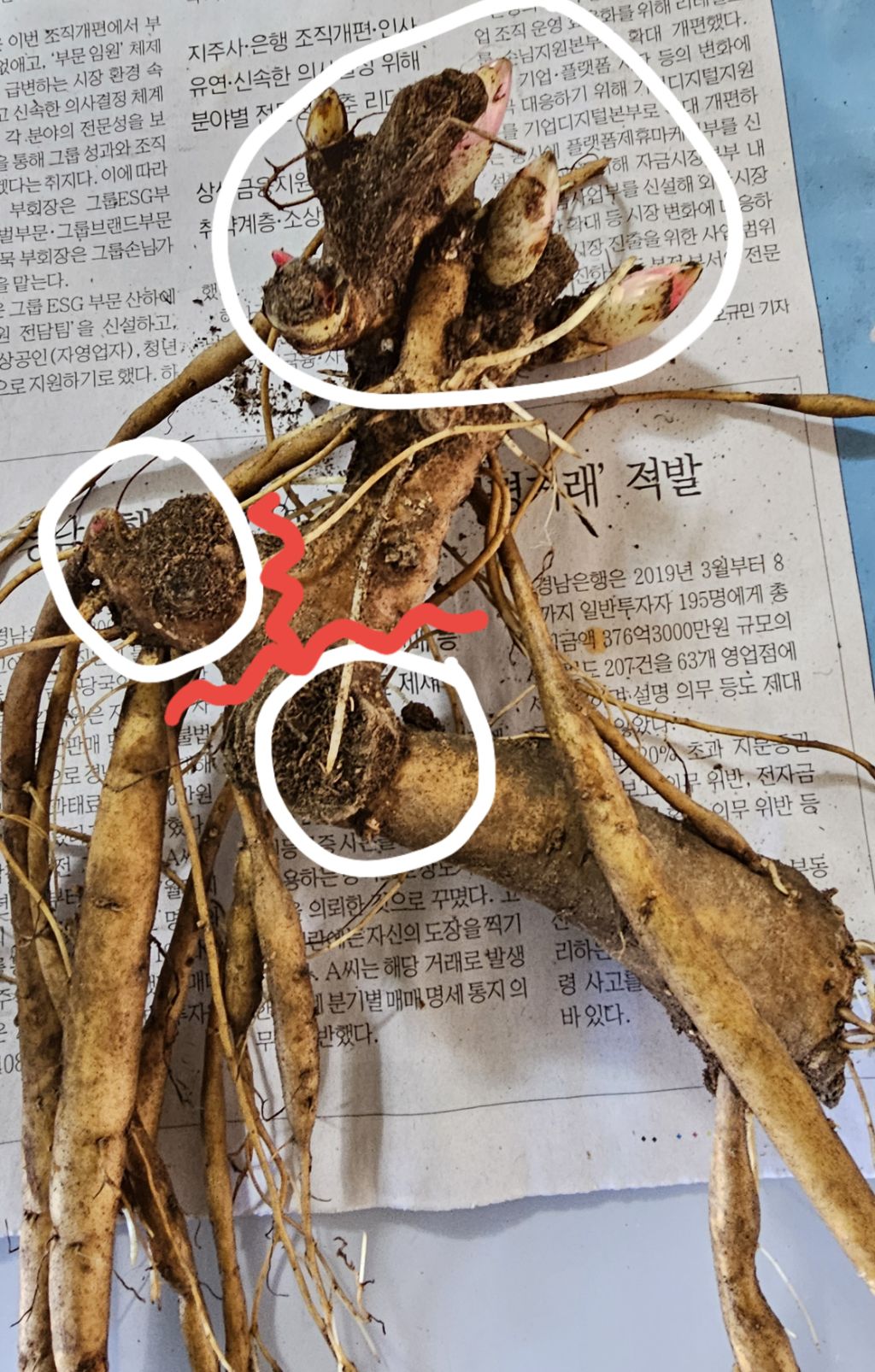 뿌리 이미지