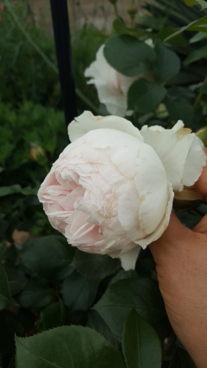 크리스티아나 이미지