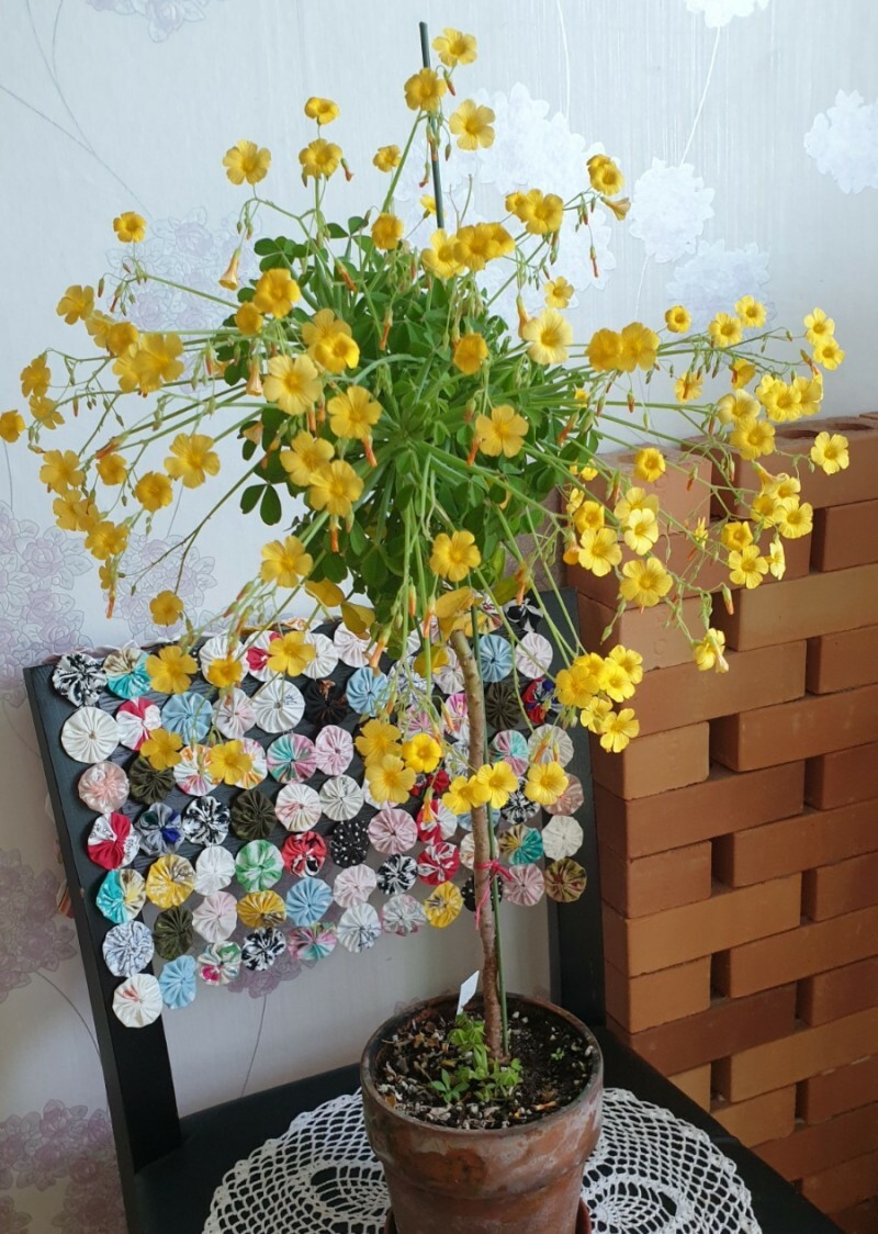 산미 이미지