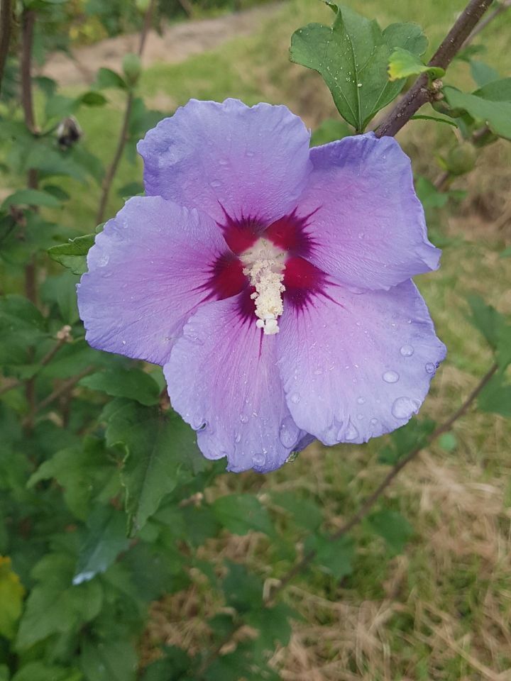 음성대봉 이라 불려주세요 - 무궁화 CI - (사)무궁화사랑운동본부 음성대봉 이라 불려주세요