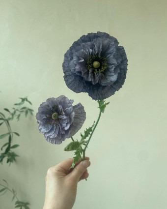 그레이핀 이미지