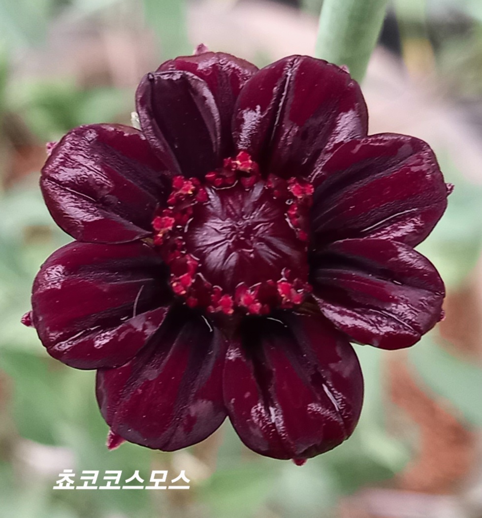 스위트피 이미지