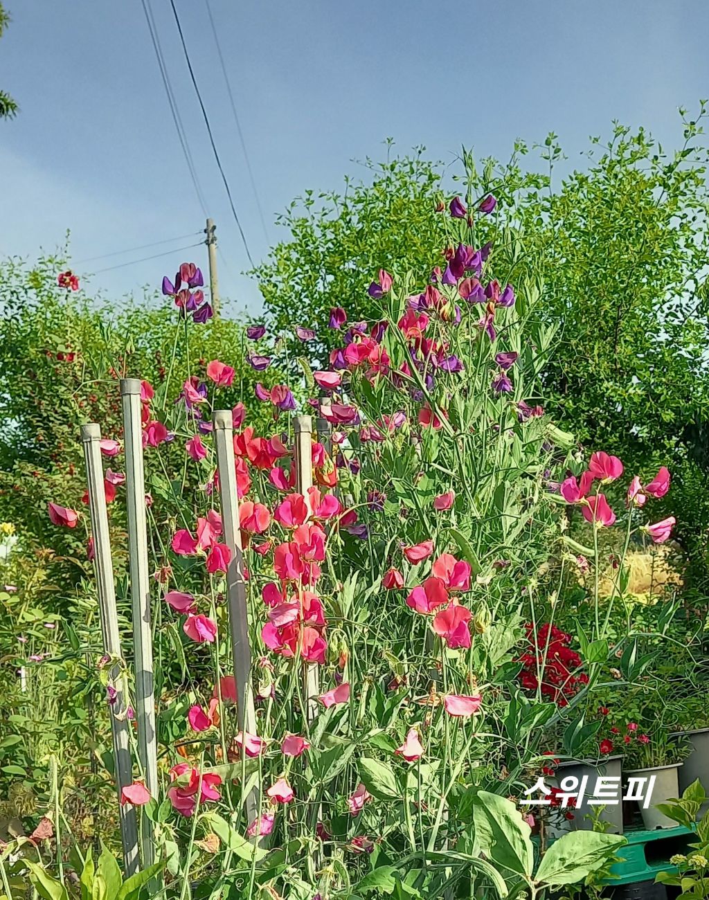 스위트피 이미지