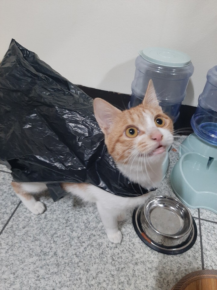 봉다리 이미지