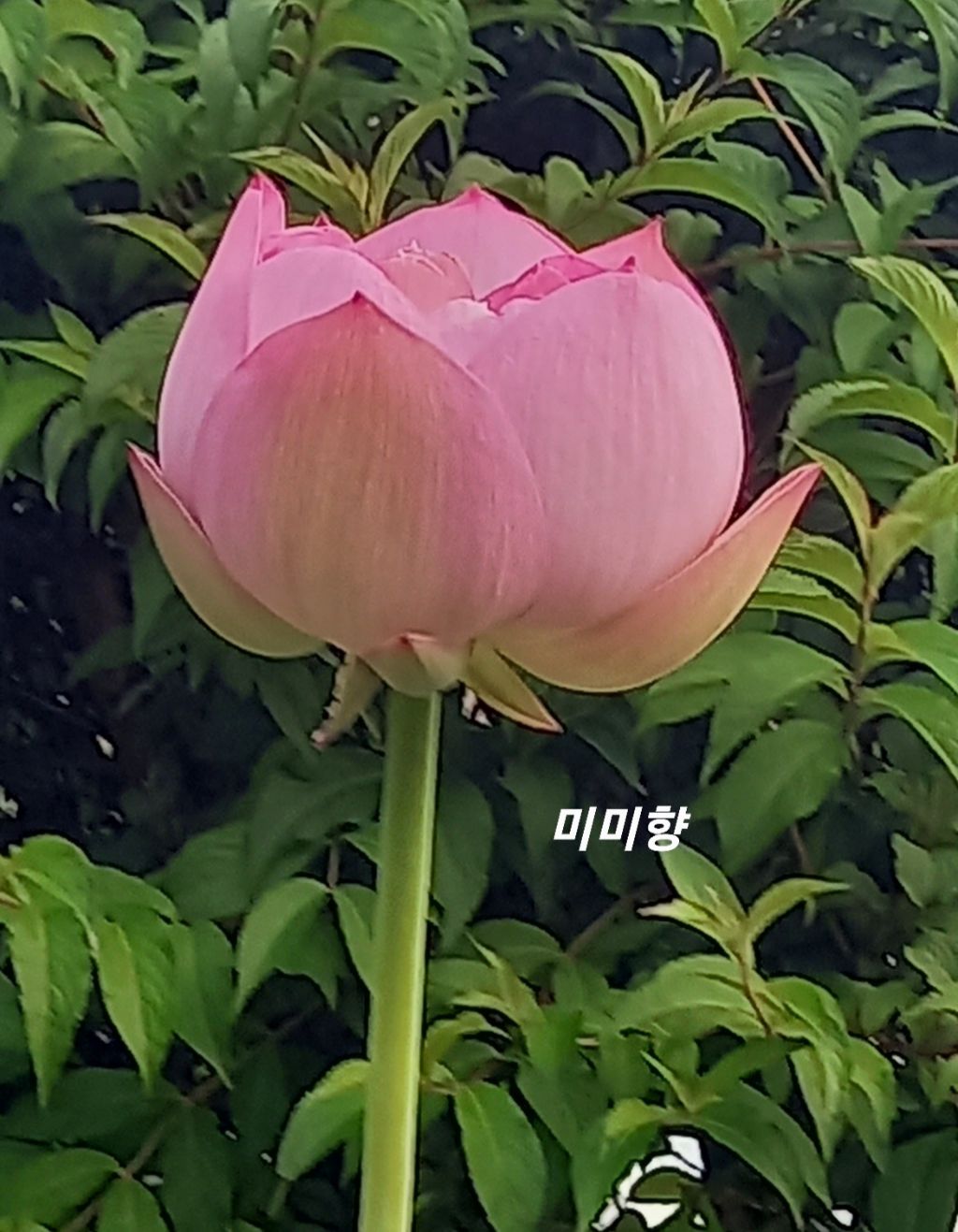 미미향 이미지