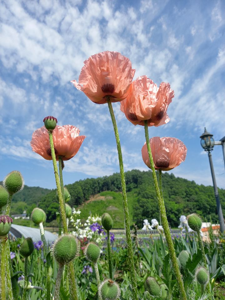 오월의뜰 이미지