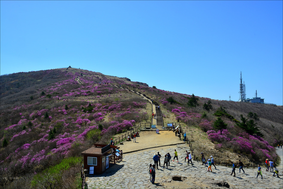 진달래꽃화원 이미지