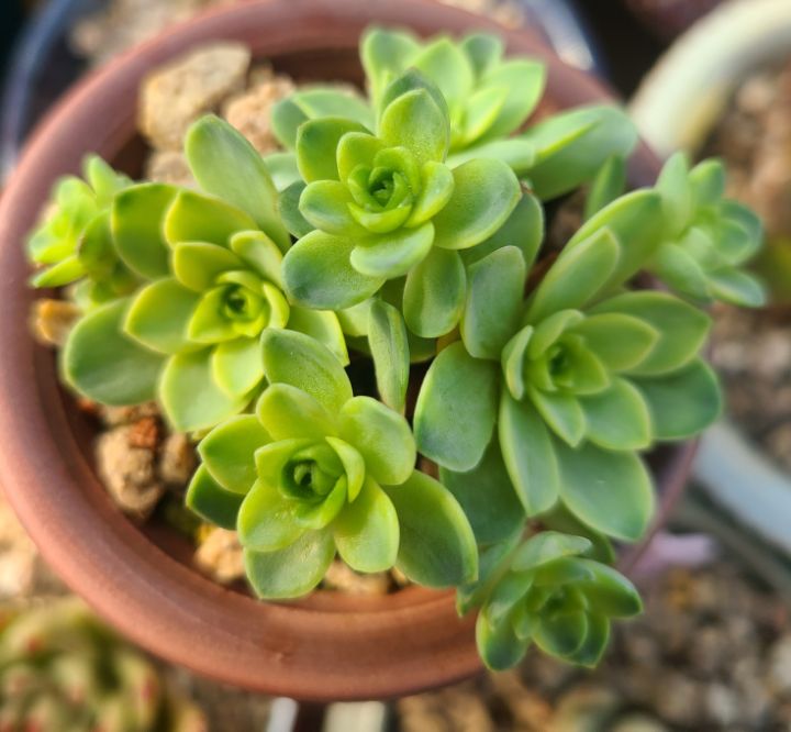 그라노 이미지