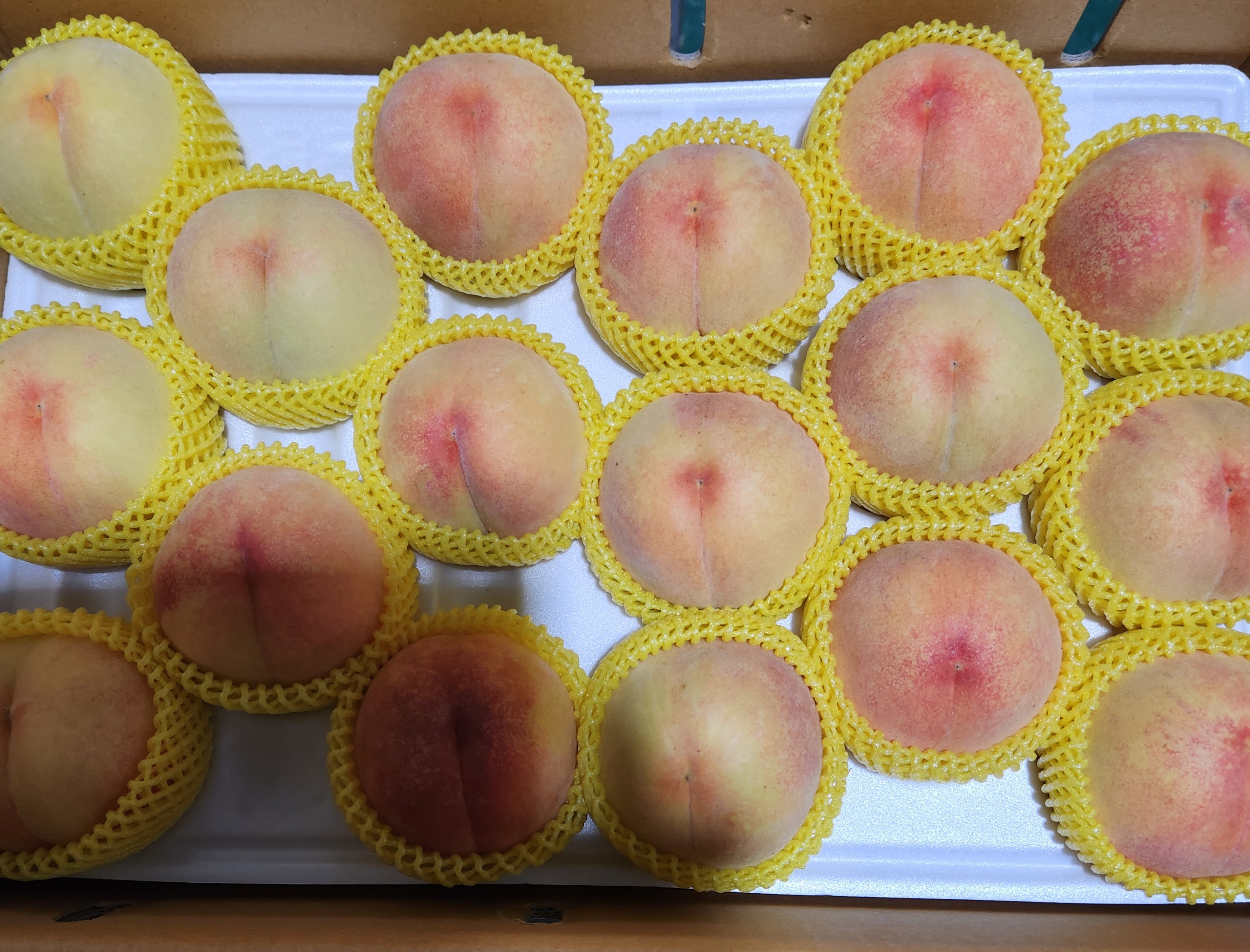 반디농원 이미지