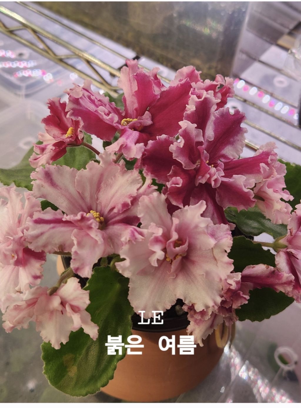 바이올렛 이미지