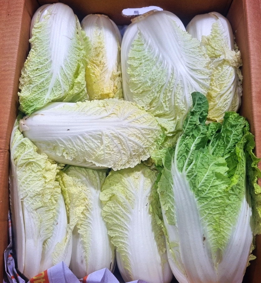알배기 이미지