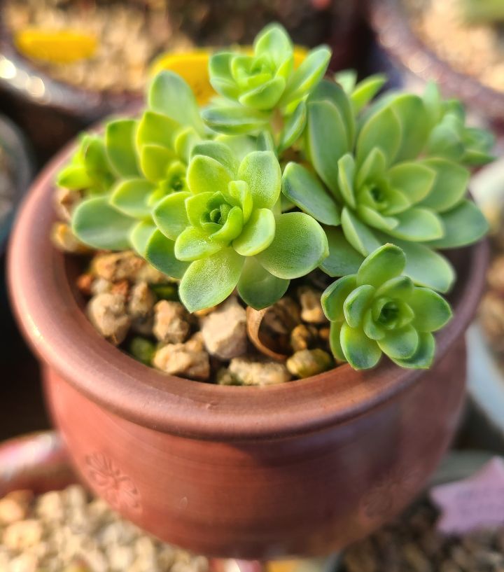 그라노 이미지