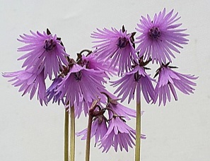 시로미 이미지