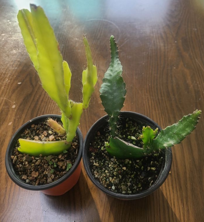 금빛바람 이미지