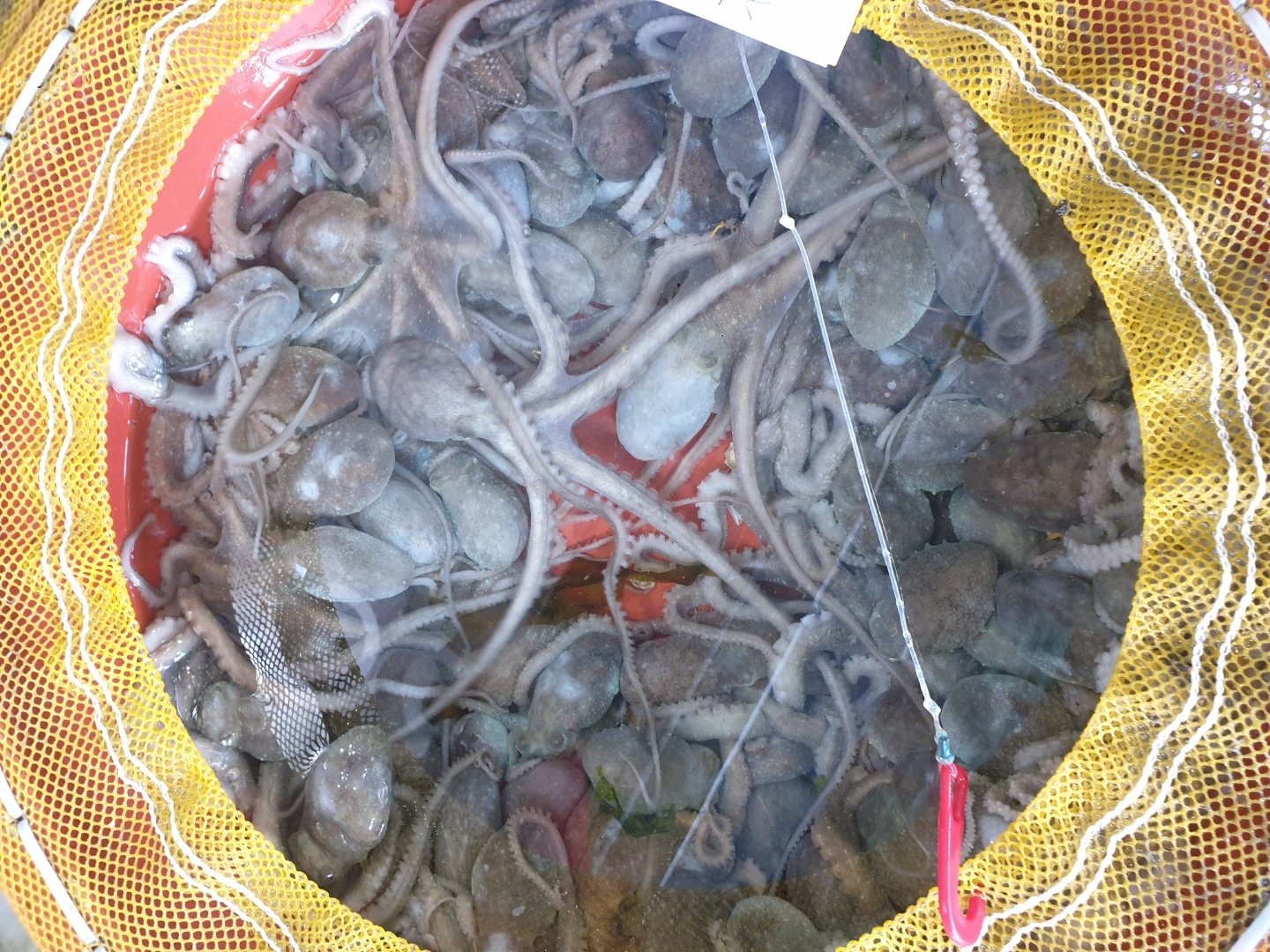 목포뻘낙지 이미지