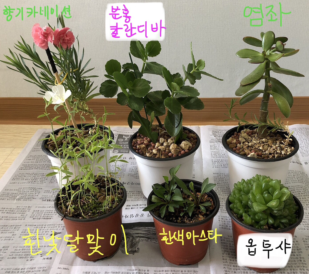 낮달 이미지