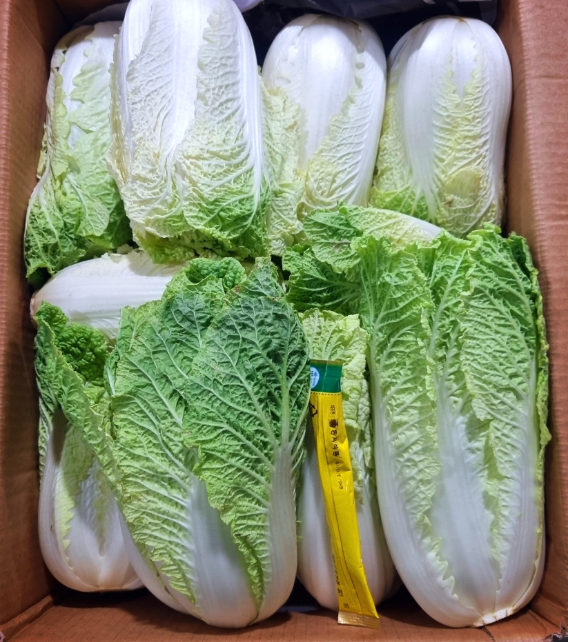 알배기 이미지
